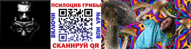 где можно купить   Болохово  Галлюциногенные грибы MAGIC MUSHROOMS 